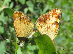 Phyciodes batesii lakota
