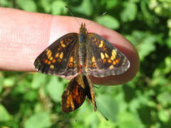 Phyciodes batesii lakota