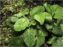 Trigonotis formosana elevatovenosa