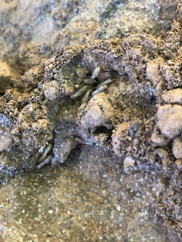 Western Subterranean Termite photo 6