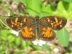 Phyciodes batesii lakota