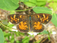 Phyciodes batesii lakota