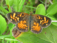 Phyciodes batesii lakota