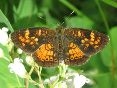 Phyciodes batesii lakota