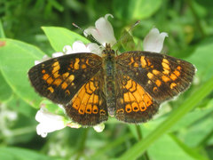 Phyciodes batesii lakota