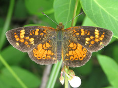 Phyciodes batesii lakota
