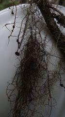 Bryocaulon pseudosatoanum