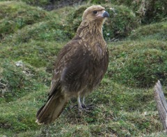 Daptrius albogularis