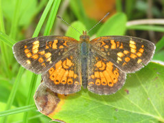 Phyciodes batesii lakota