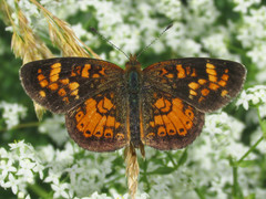 Phyciodes batesii lakota