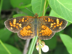 Phyciodes batesii lakota