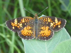 Phyciodes batesii lakota