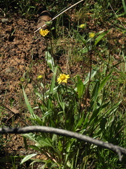 Helianthus californicus
