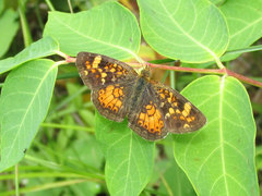 Phyciodes batesii lakota