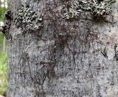 Bryocaulon pseudosatoanum