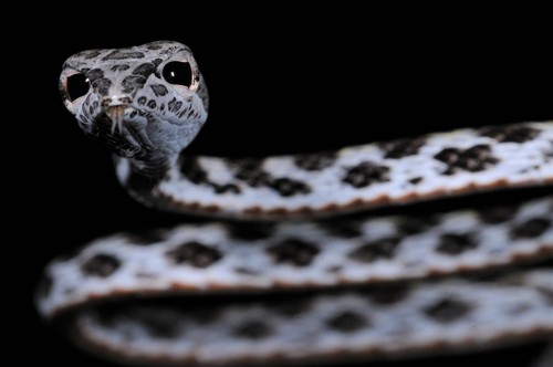 Speckle-headed Whipsnake