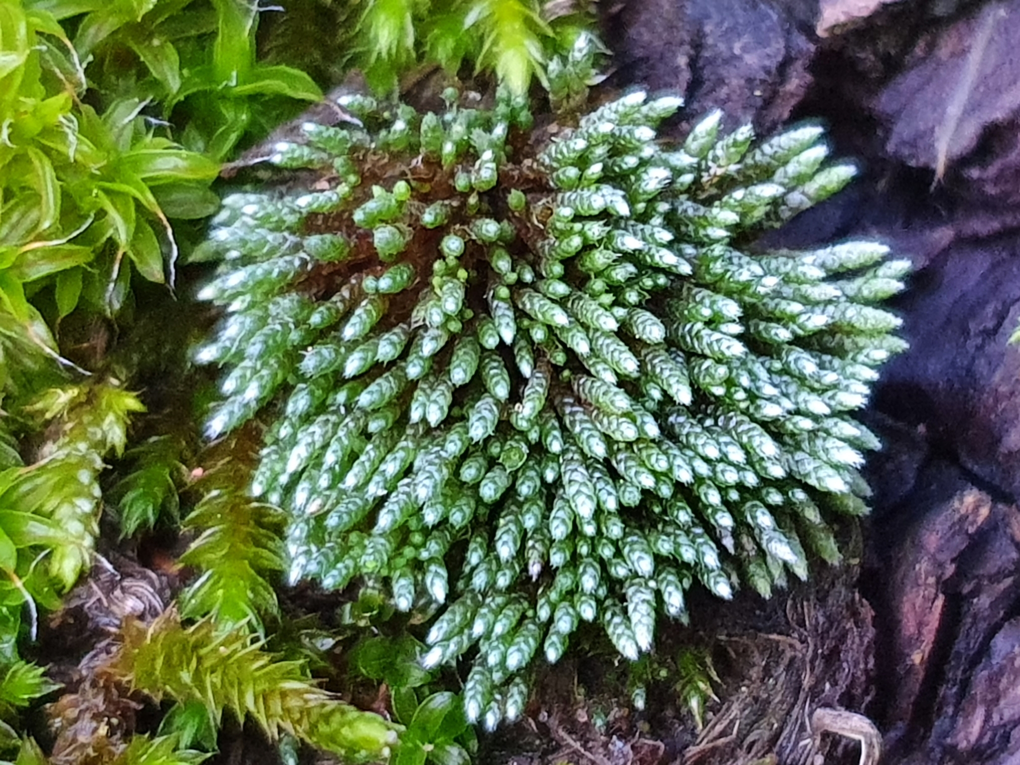 Bryum argenteum