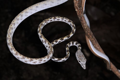 Speckle-headed Whipsnake