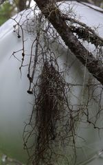 Bryocaulon pseudosatoanum