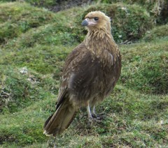 Daptrius albogularis