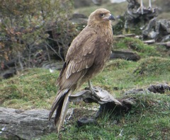 Daptrius albogularis