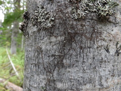 Bryocaulon pseudosatoanum