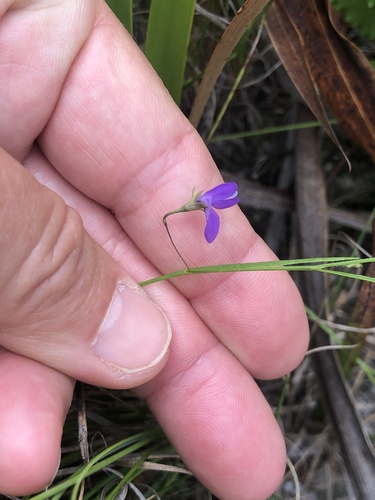 Image of Psoralea laxa by (c) Charleen Brunke, some rights reserved (CC BY)