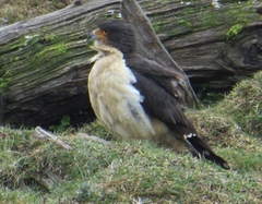 Daptrius albogularis