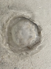 Rhizostomatoidea