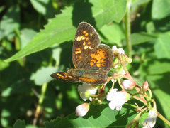 Phyciodes batesii lakota