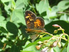 Phyciodes batesii lakota