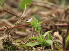 Gentiana tenuissima