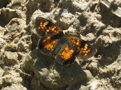Phyciodes batesii lakota