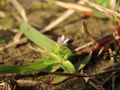 Gentiana tenuissima