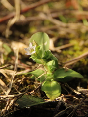Gentiana tenuissima