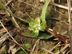 Gentiana tenuissima