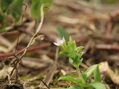 Gentiana tenuissima