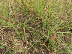 Gentiana tenuissima