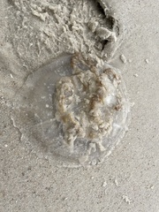 Rhizostomatoidea