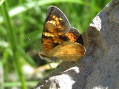 Phyciodes batesii lakota