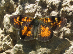 Phyciodes batesii lakota