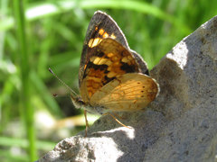 Phyciodes batesii lakota