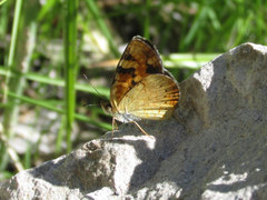 Phyciodes batesii lakota