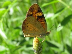 Phyciodes batesii lakota