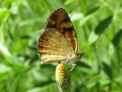 Phyciodes batesii lakota