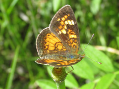 Phyciodes batesii lakota