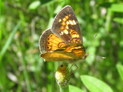 Phyciodes batesii lakota