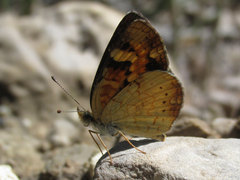 Phyciodes batesii lakota
