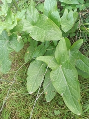 Arum italicum