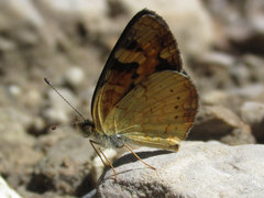 Phyciodes batesii lakota